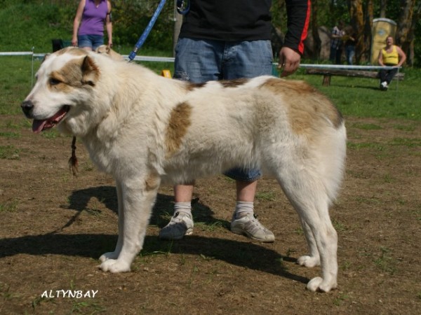 ALTYNBAY GYULDZHAN