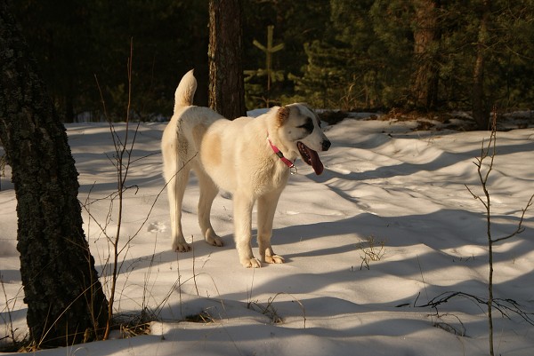 JAZA - CAO kennel ALTYNBAY