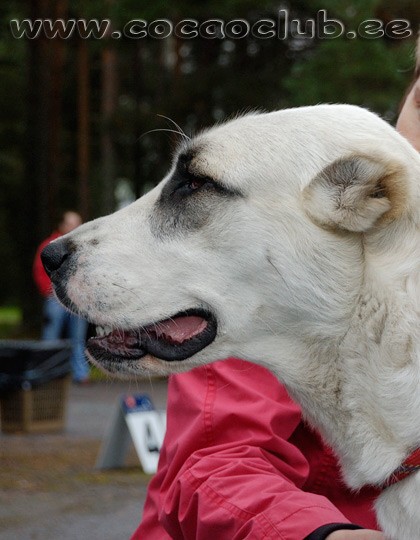 JAZA - CAO kennel ALTYNBAY