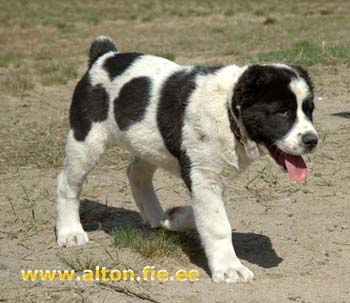 temir0805 3